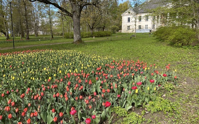 Kirna mõisa pargis ja aias on õide puhkemas 200 000 tulpi.