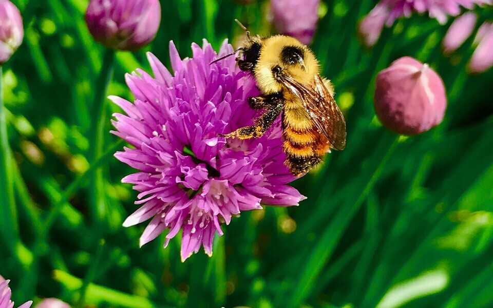 Kui mesilastel läheb hästi, näitab see kogu elurikkuse head tervist.