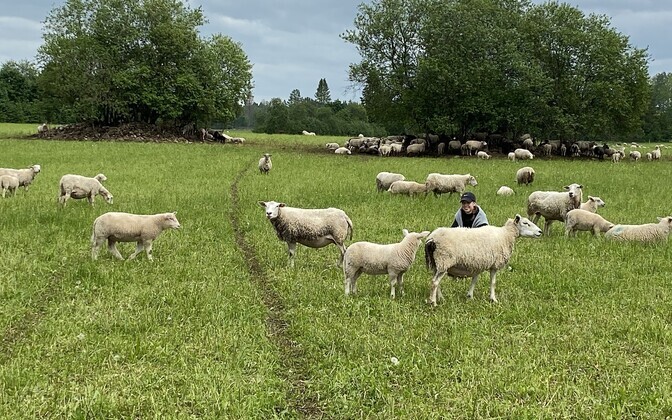 Hundid murdsid Raplamaal Kehtna vallas Valtu-Nurme külas lambaid.