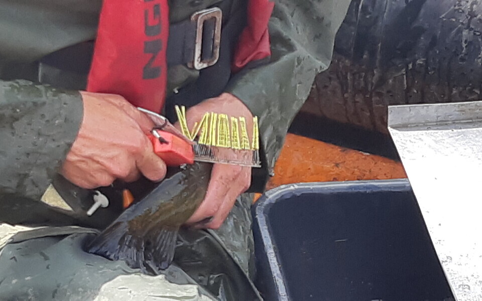 Kalade märgistamine  Narva jõel.