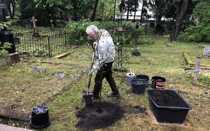 Ernst Enno hauale istutati kirsipuu