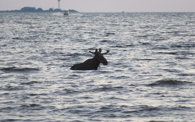 Põder pirita rannas