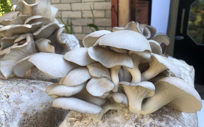 Avatud talude päev Läänemaal Männa talus tegutsevas Eesti Seenefarmis.