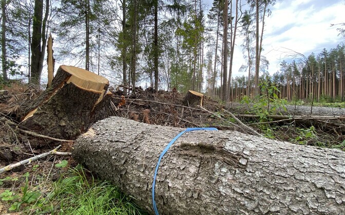 Aarna ristimets Põlvamaal.