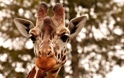 Популяция животных в мире сокращается. Иллюстративная фотография.