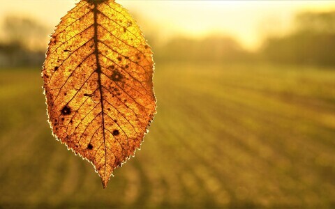 Иллюстративная фотография.