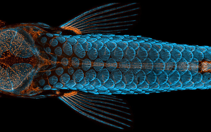 1. koht. Noore sebrakala seljavaates, luud  ja soomused on tähistatud sinise ning lümfisooned oranžiga. (4X suurendus).