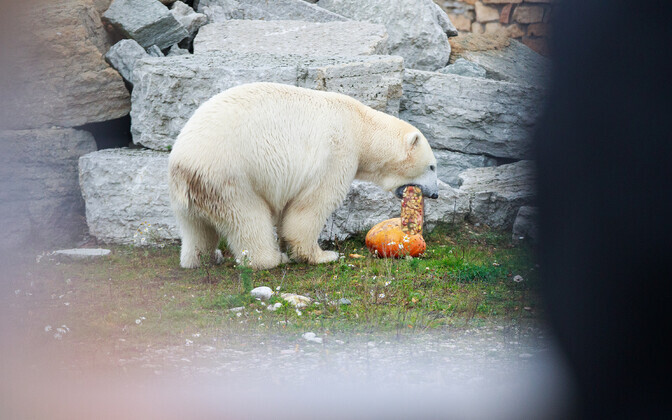 Kõrvitsapidu loomaaias
