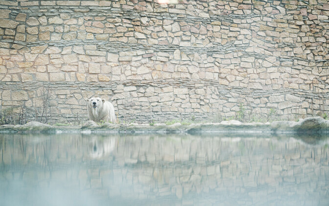 Jääkaru Rasputin saabus Tallinna loomaaeda.