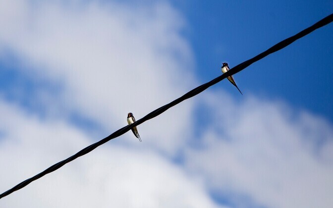 Sinimustvalged võidupildid