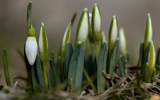 First signs of spring.