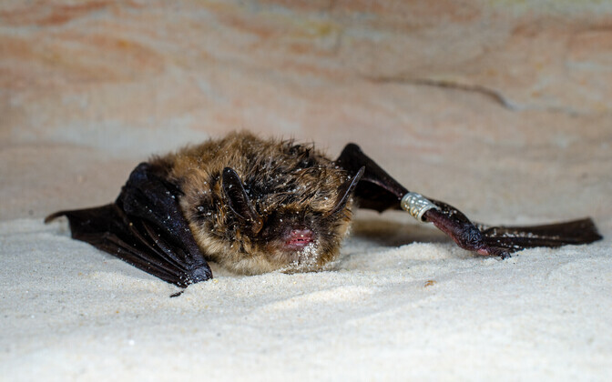 Piusa koobastest leiti harukordselt vana, 32-aastane tõmmulendlane.
