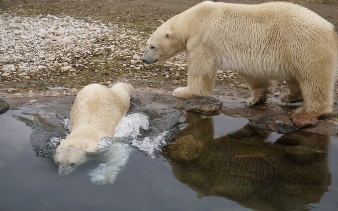 Friida ja Rasputin naudivad koos kevadet