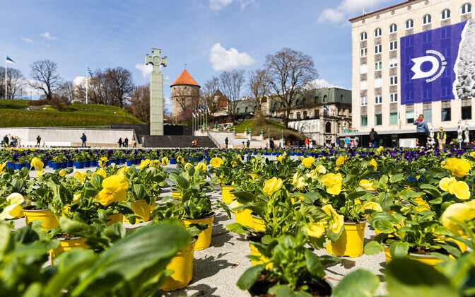 Vabaduse väljak in Tallinn, decorated with flowers for Europe Day and Mother's Day.