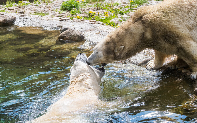 Jääkarud Tallinna loomaaias