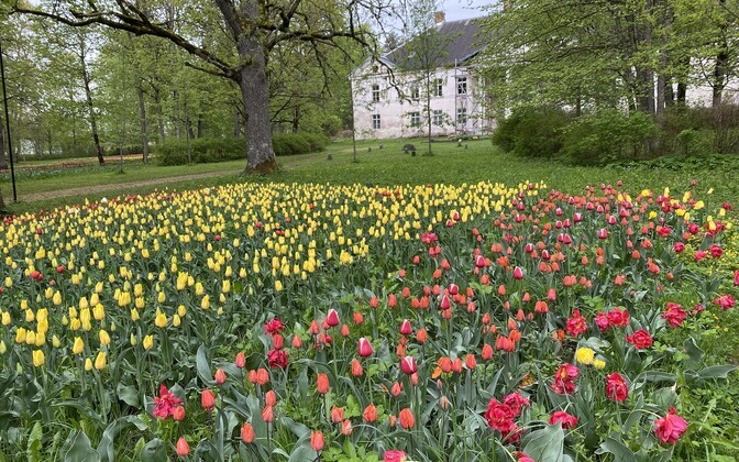 Kirna mõisa tulbiaed