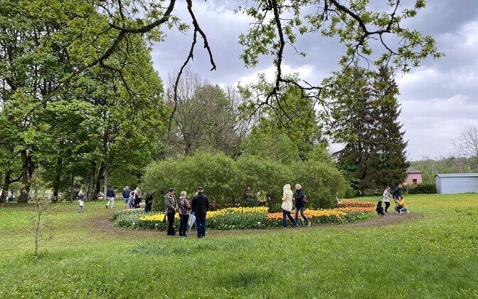 Kirna mõisa tulbiaed