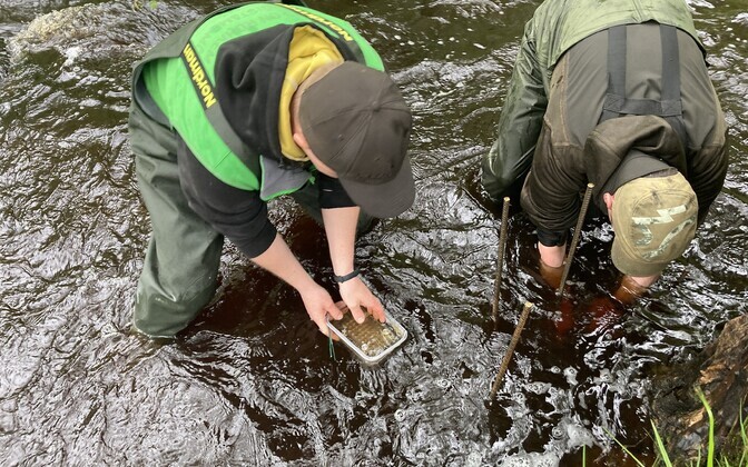 Ebapärlikarpide kasvuplaatide esimene vette viimine.