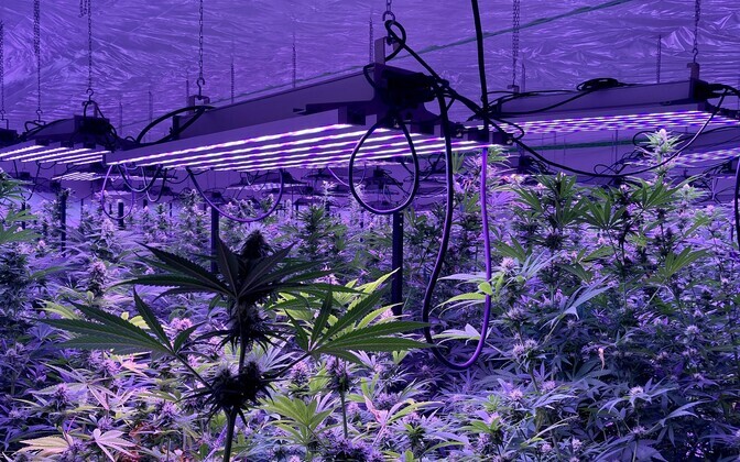 Ebaseaduslik kanepikasvatus Pärnumaal.