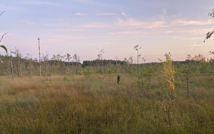 Rüütli bog in Alutaguse National Park, Ida-Viru County.