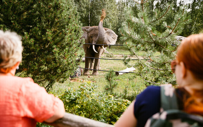 Elevandid mängivad palli ja puhuvad suupilli