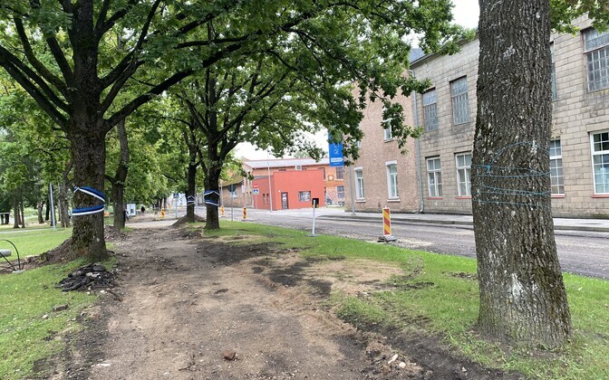 Teelaiendusele ja kergliiklustee ehitusele ette jäävad puud Viljandis Uuel tänaval.
