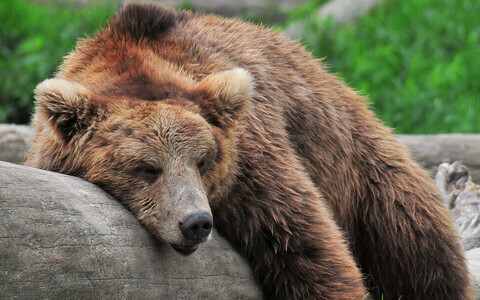 Praegu on karude arvukus kõrge ja nad jõuavad isegi Lätti.