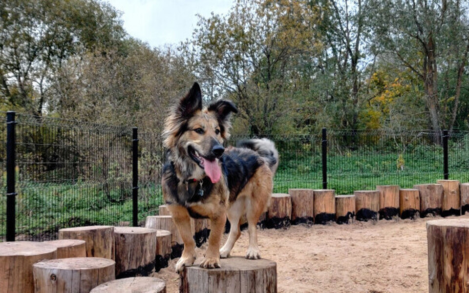Площадка для выгула собак в Тарту.