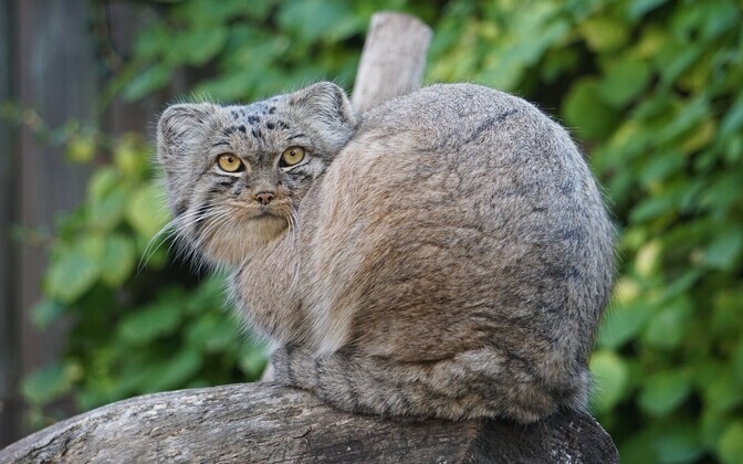 Manul Tallinna loomaaias