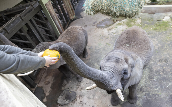 Laste saadetud kõrvitsatega maiustasid loomaaia elevandid.
