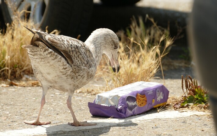 ЕС взял курс на резкое сокращение пластиковых отходов. Иллюстративная фотография.
