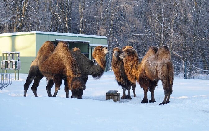 Residents of Tallinn Zoo enjoying the winter conditions