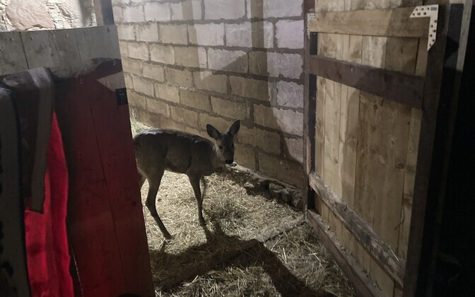 Päite loomapark, metskitsed.