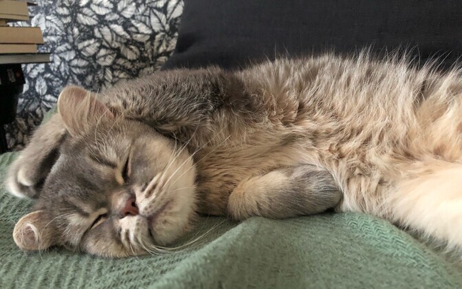 Lemmikud luuvalupäeval tukastamas