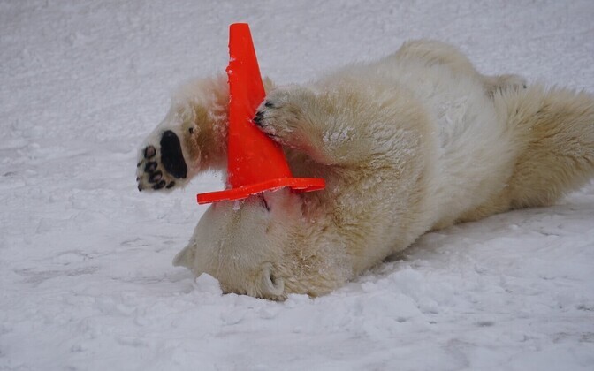 Jääkarud Friida ja Rasputin mänguhoos