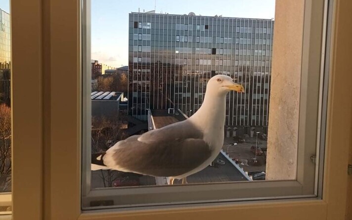 Чайка в окне Дома новостей ERR.