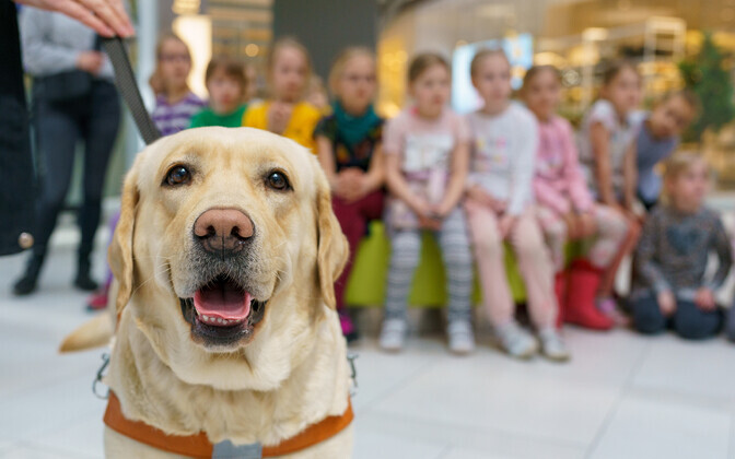 Children being introduced to guide dogs, International Guide Dog Day, Wednesday, April 27 2022.