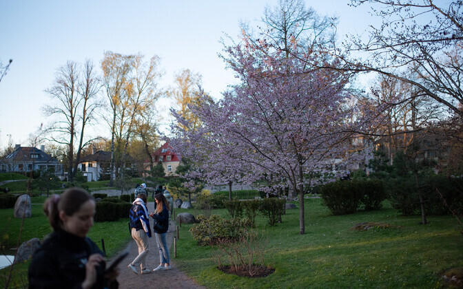 Spring comes to Tallinn's Kadriorg Park.