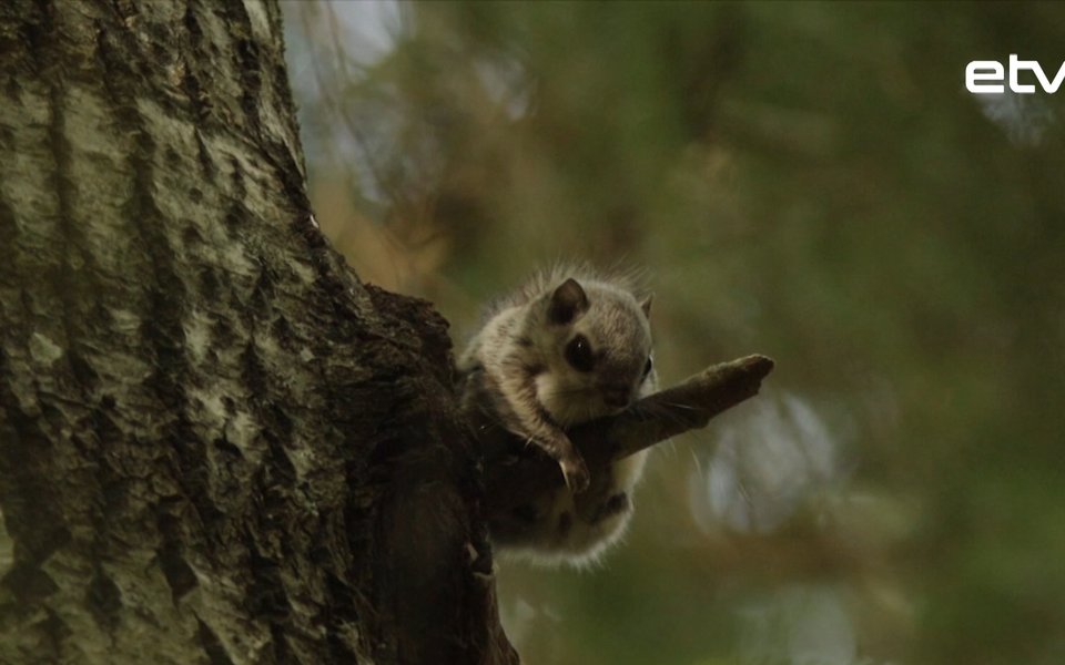 Белка-летяга.