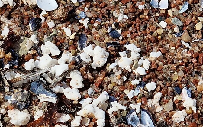 Куски жирного вещества на побережье острова Сааремаа.