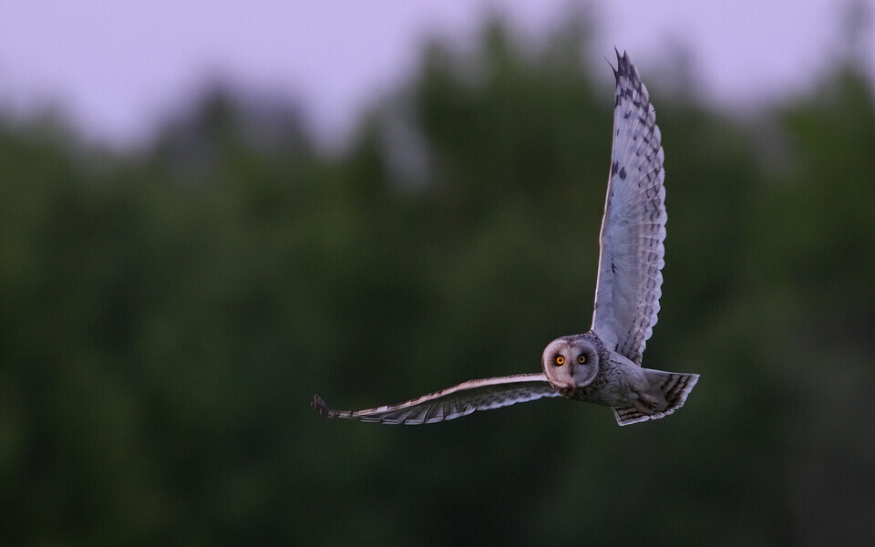 Haruldane sooräts on pärast tööstuspargi rajamist Vahi külast kadunud.