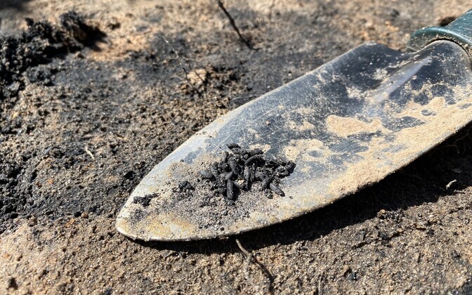 Charred grains found during an archeological dig at the Rosma ancient settlement site.