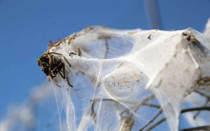 Ermine moth caterpillars webbed the tree in white silk.
