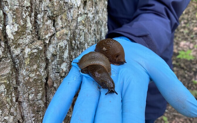 Slug-removal activities in Viljandi