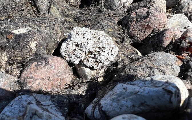 Pollution found on the northern coast of the Kõpu peninsula.