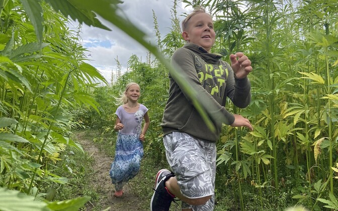 Hemp maze in the Kanepi Municipality village of Saverna. July 19, 2022.