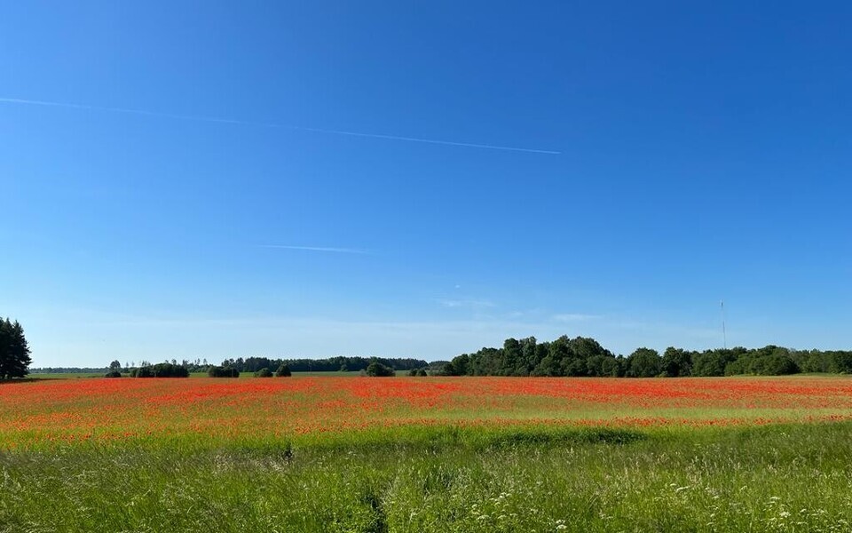 Лето. Иллюстративное фото.