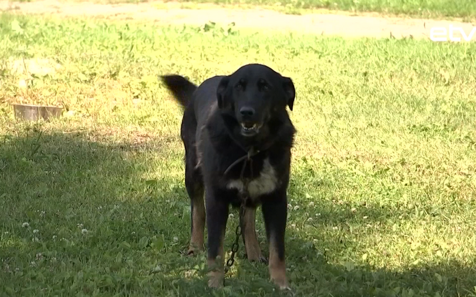 Приют для бездомных животных в Тарту.