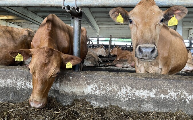 Коровы местной эстонской породы.