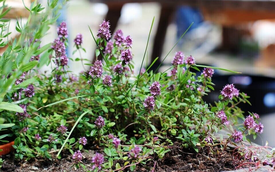 Лекарственные растения.